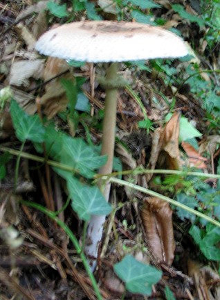Macrolepiota sp. ed Amanita